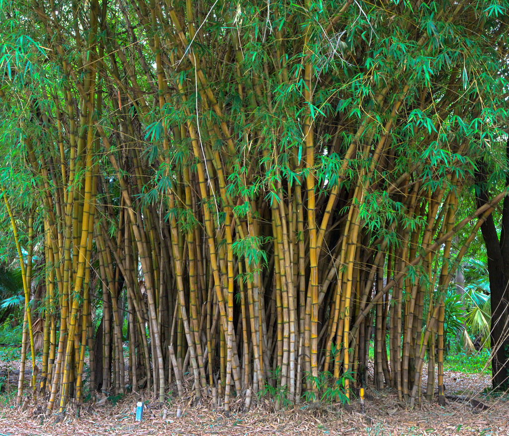 Good Names For Bamboo Plants