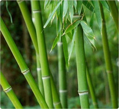 bamboo fiber